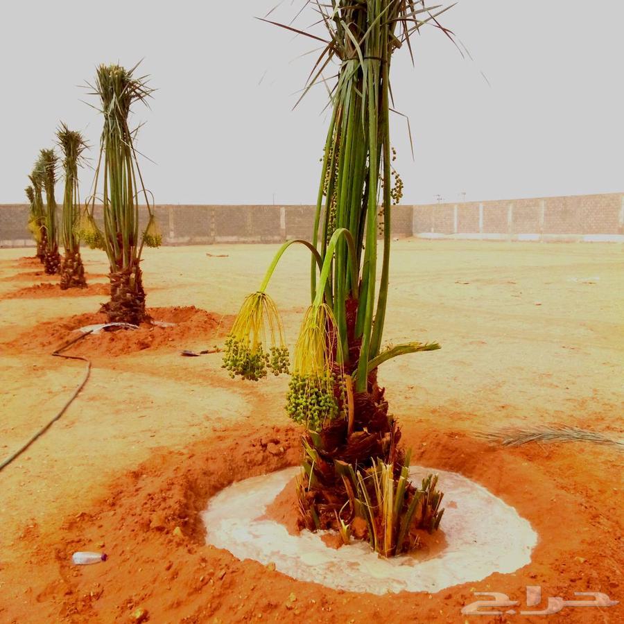 نخل مثمر للبيع نقايل بيع نخل جثايث منوعه صقعي اخلاص برحي سكر64382003651713112