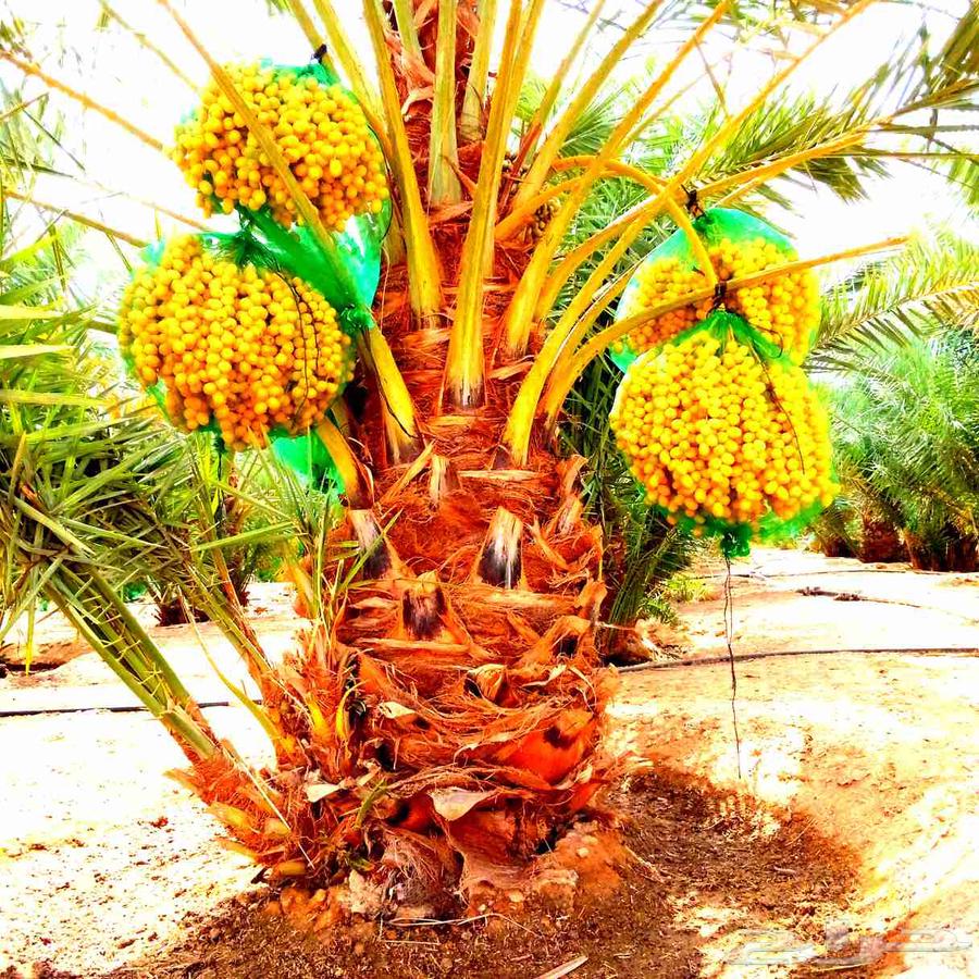 نخل مثمر للبيع نقايل بيع نخل جثايث منوعه صقعي اخلاص برحي سكر64382003651713111