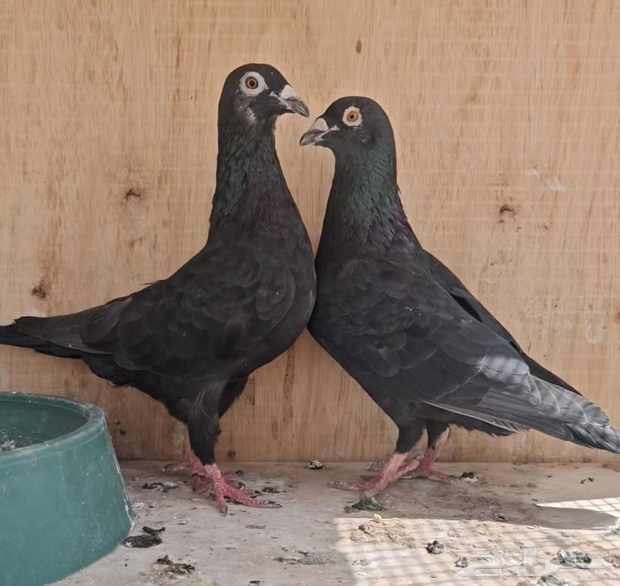 زاجل اسود سباق64384023057154110