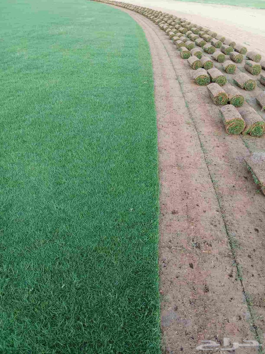 ثيل سي 2000طببعي64380390129282111