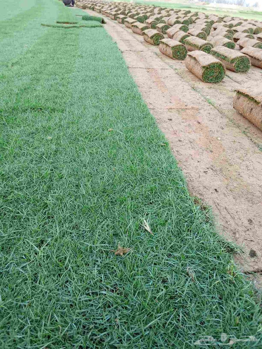 ثيل سي 2000طببعي64380390129282110