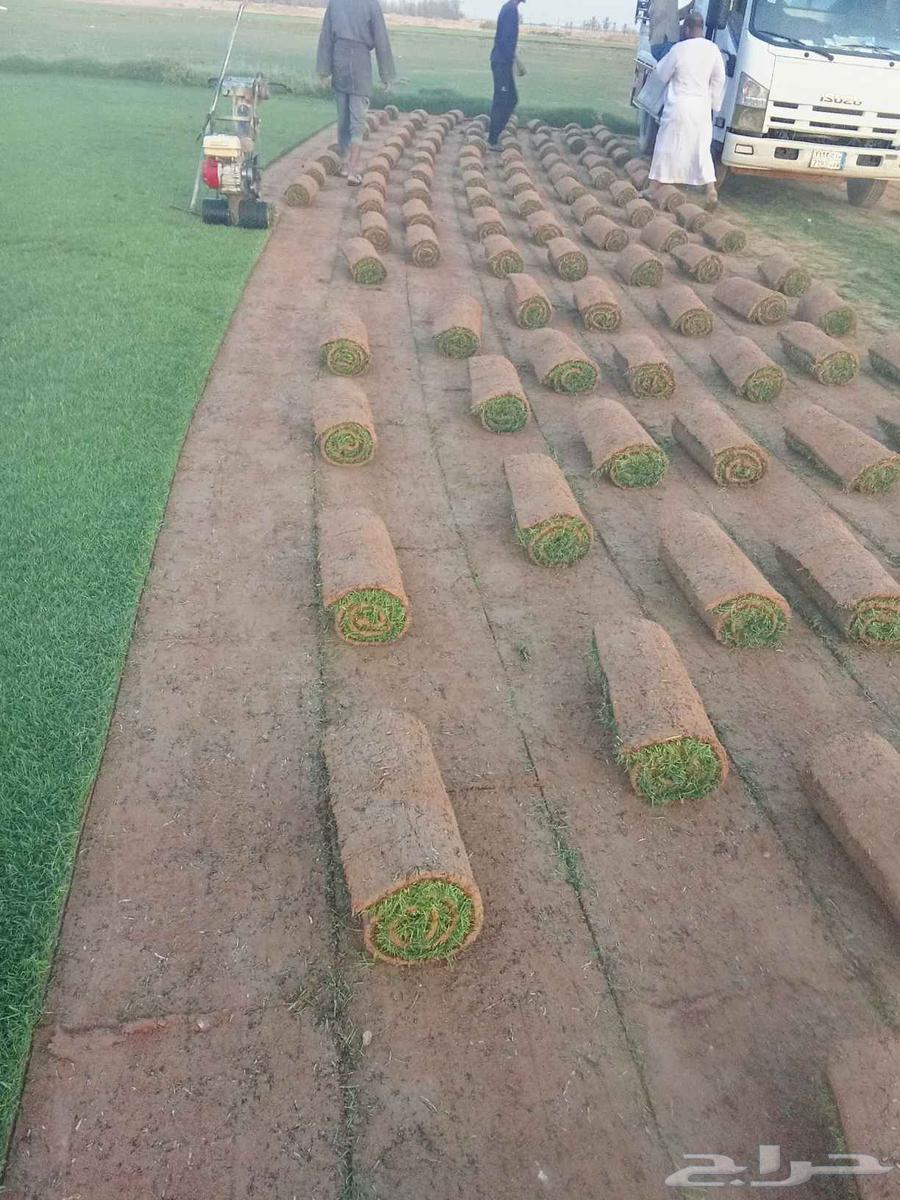 ثيل سي 2000طببعي64380390129282112