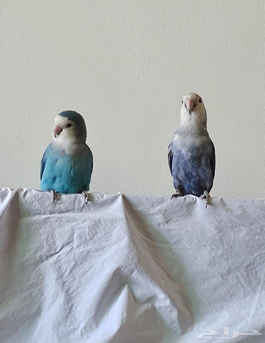 مجموعة روز إنتاج أصلي64389916408449114