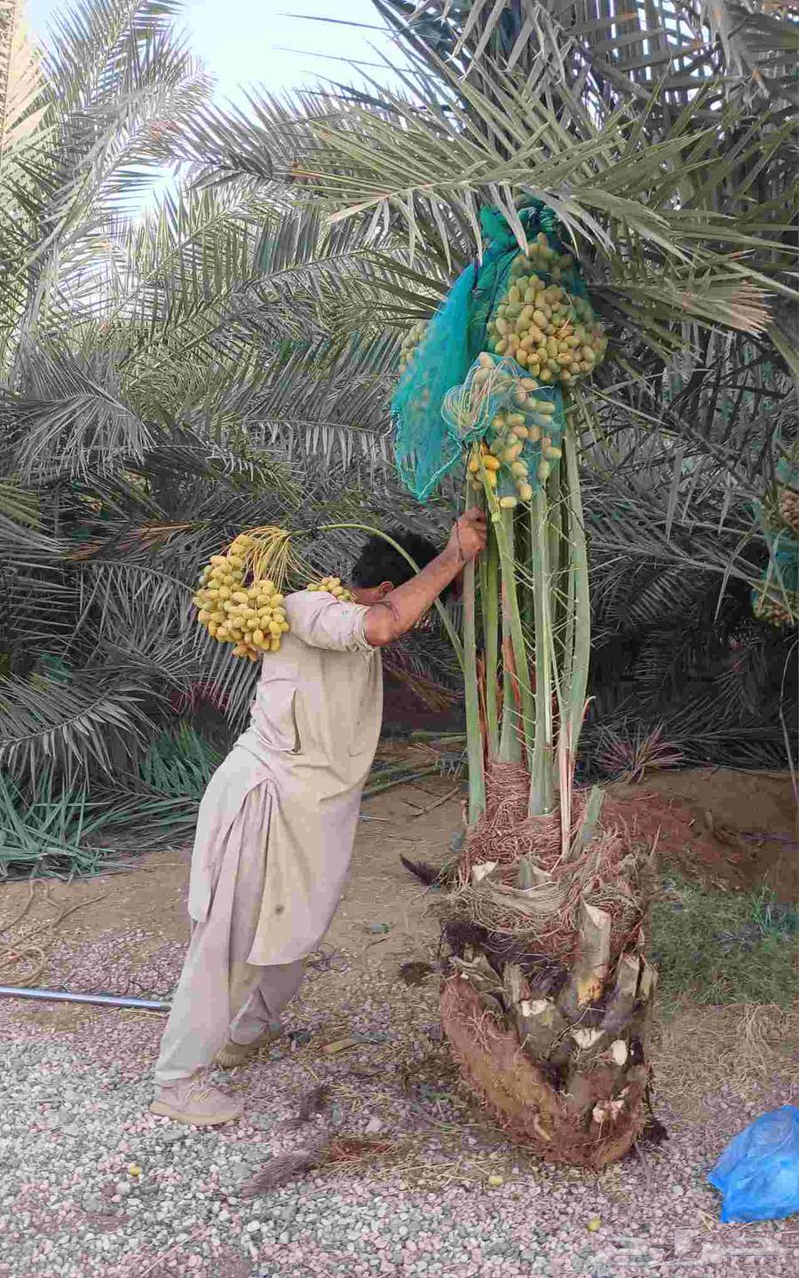 Fruit-bearing date palms for sale: Khalas, Barhi, Hilali, Sukkari, Sagie, Washingtonian date palms, ornamental64382473732739114
