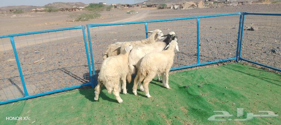 2 غنم حريات يتبعها 2 رخال ذبايح ب 1650ريال للنعجه وبنتها64381095633410113