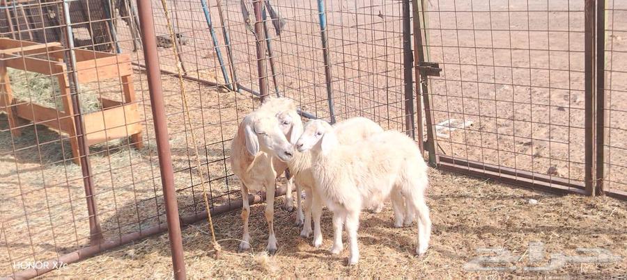 نعجه حريه يتبعها طلي ورخل ذبايح ب 2250 ريال نهائي64381136613506110