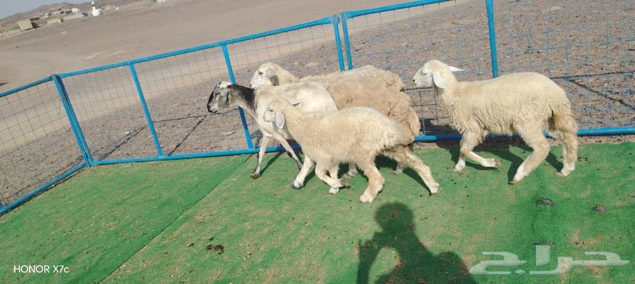 2 غنم حريات يتبعها 2 رخال ذبايح ب 1650ريال للنعجه وبنتها64381095633410114