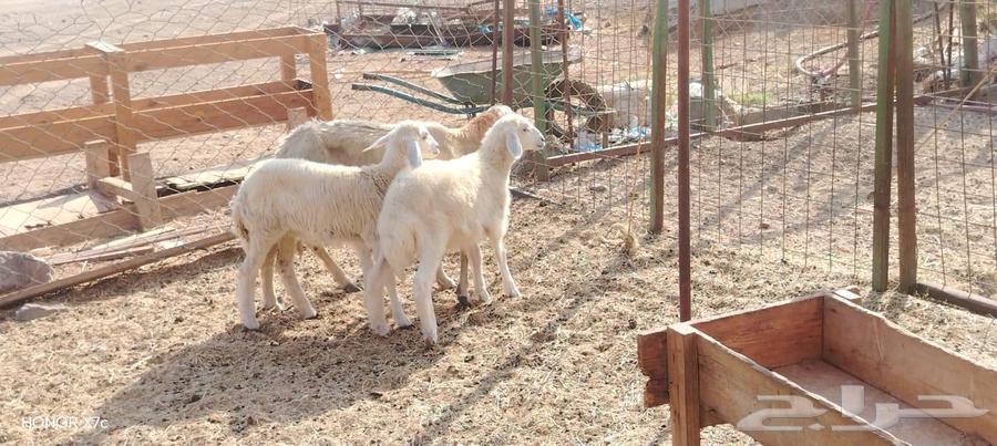 نعجه حريه يتبعها طلي ورخل ذبايح ب 2250 ريال نهائي64381136613506113