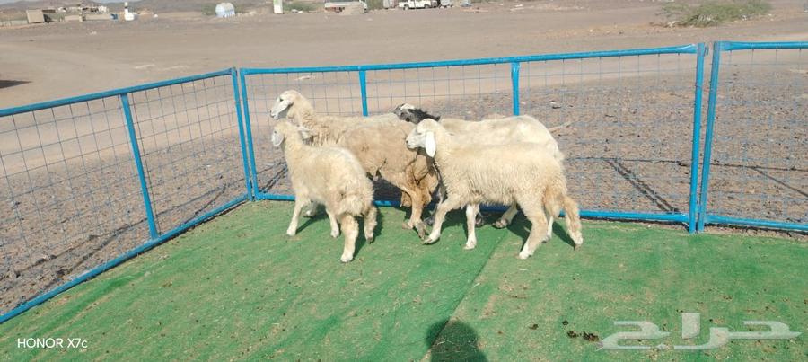 2 غنم حريات يتبعها 2 رخال ذبايح ب 1650ريال للنعجه وبنتها64381095633410112