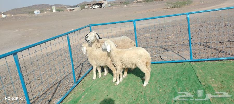 2 غنم حريات يتبعها 2 رخال ذبايح ب 1650ريال للنعجه وبنتها64381095633410110