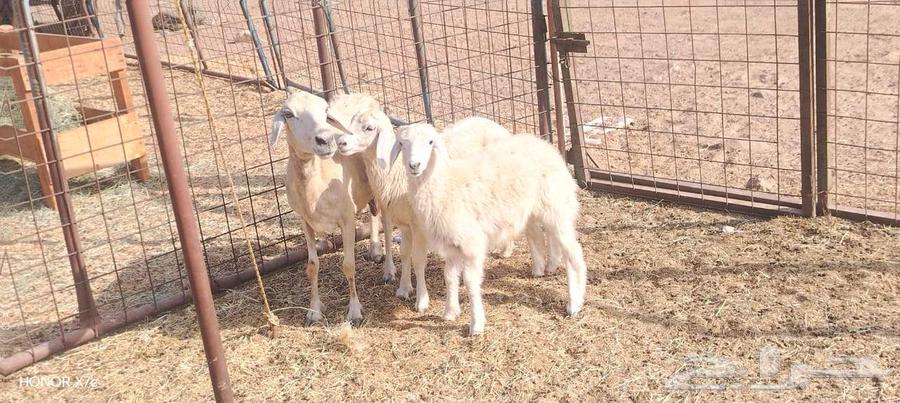 نعجه حريه يتبعها طلي ورخل ذبايح ب 2250 ريال نهائي64381136613506111