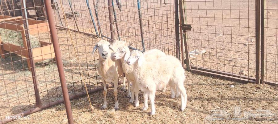 نعجه حريه يتبعها طلي ورخل ذبايح ب 2250 ريال نهائي64381136613506112