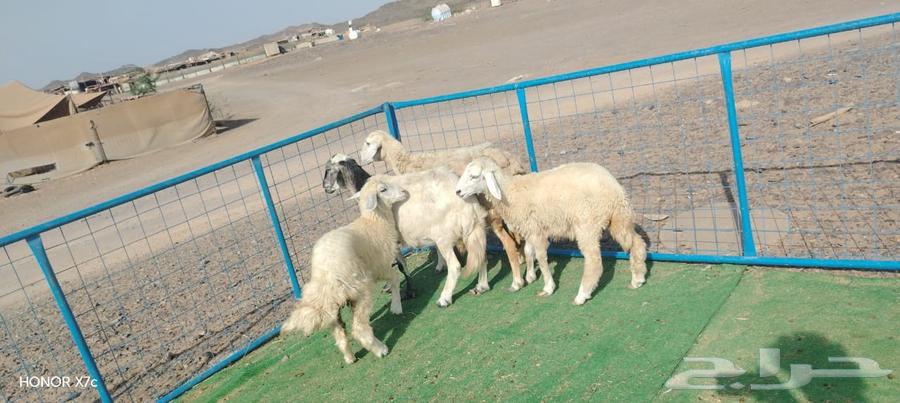 2 غنم حريات يتبعها 2 رخال ذبايح ب 1650ريال للنعجه وبنتها64381095633410111