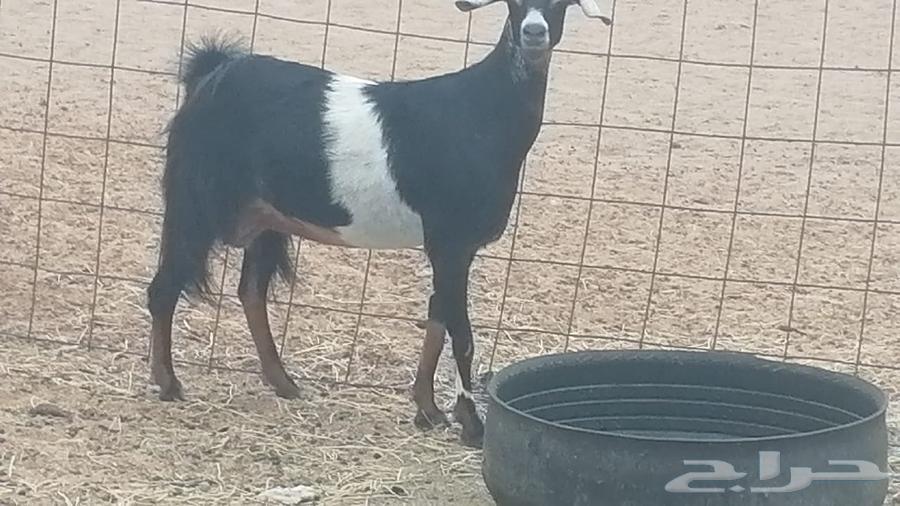 عنز عارضية صنف طيب للبيع64382486925954110