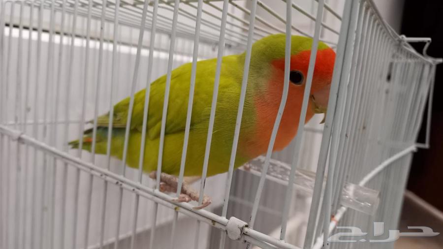 عصافير للبيع64391276096259111