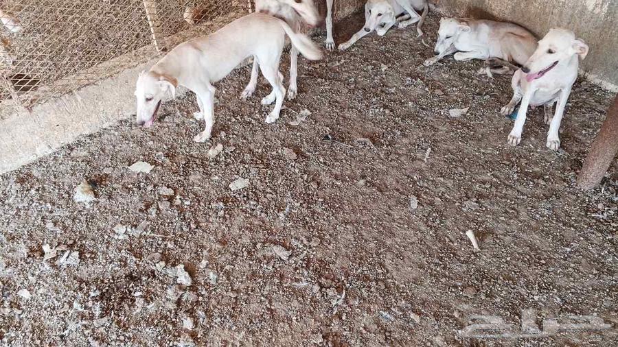 جراوي سلقان للبدل او للبيع64381671538435110