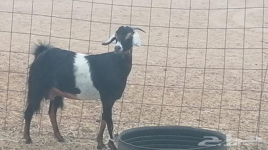 عنز عارضية صنف طيب للبيع64382486925954111