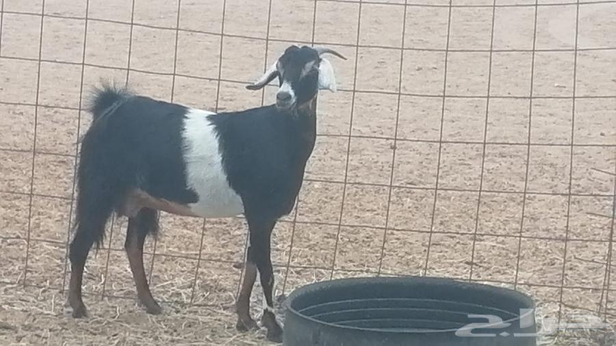 عنز عارضية صنف طيب للبيع64382486925954114