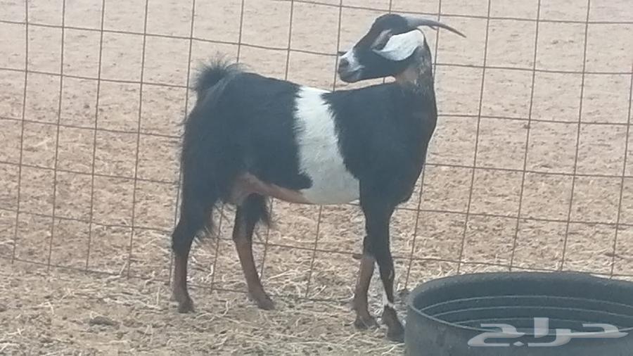 عنز عارضية صنف طيب للبيع64382486925954112