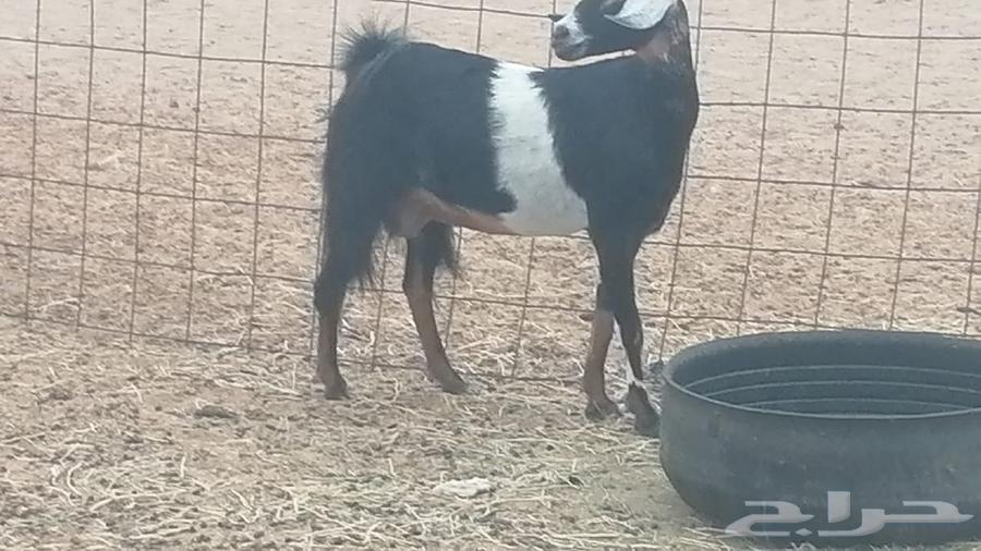 عنز عارضية صنف طيب للبيع64382486925954113