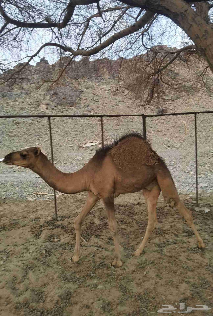 قعود للبيع64387201724930113