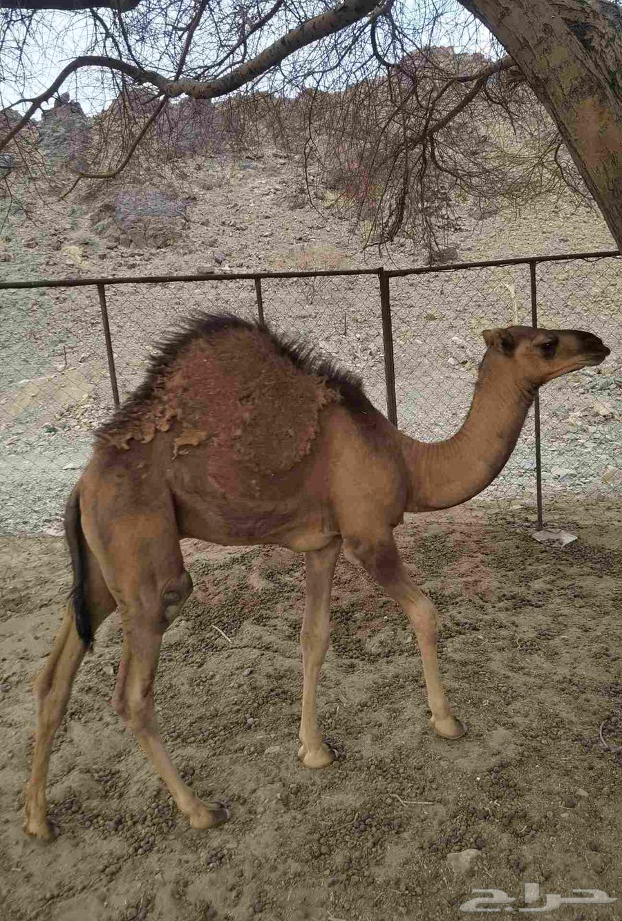 قعود للبيع64387201724930110