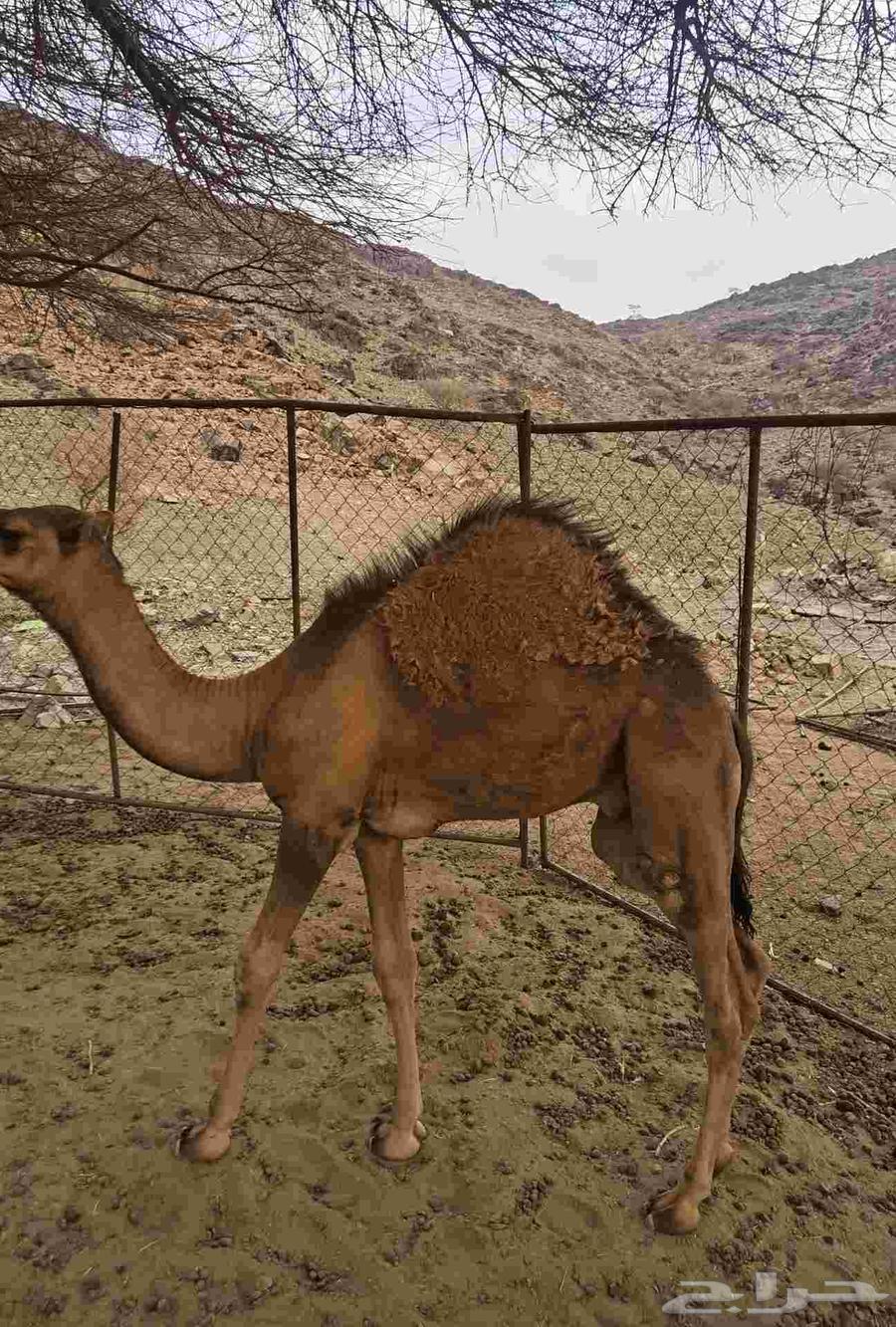 قعود للبيع64387201724930112