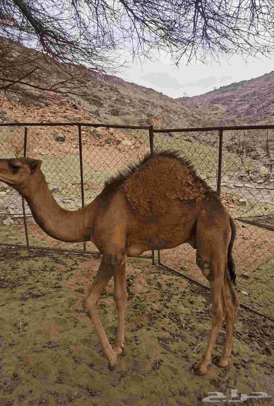 قعود للبيع64387201724930111