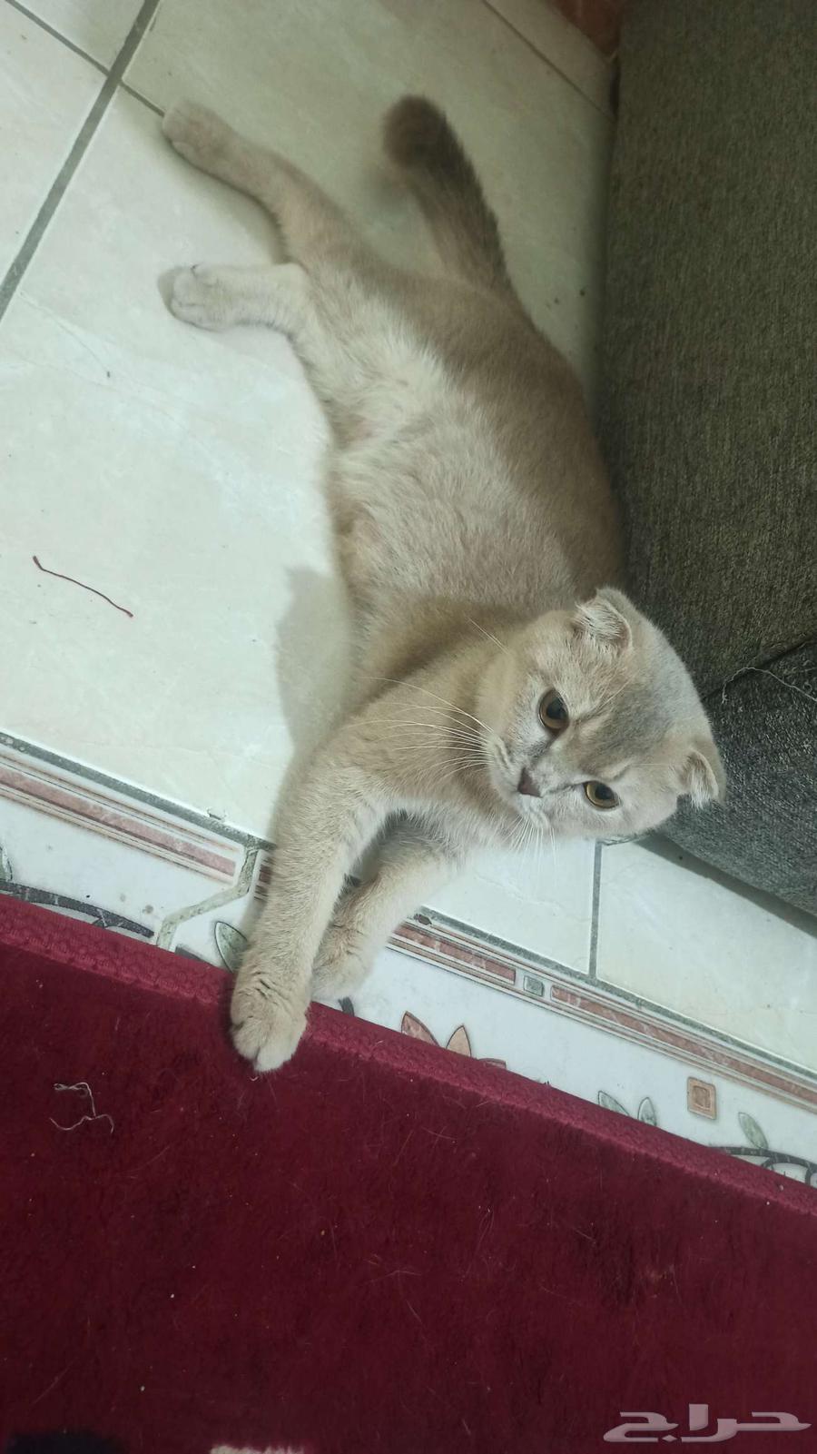 انثى سكوتش للبيع عمرها سنة و 7 اشهر64381836721027110