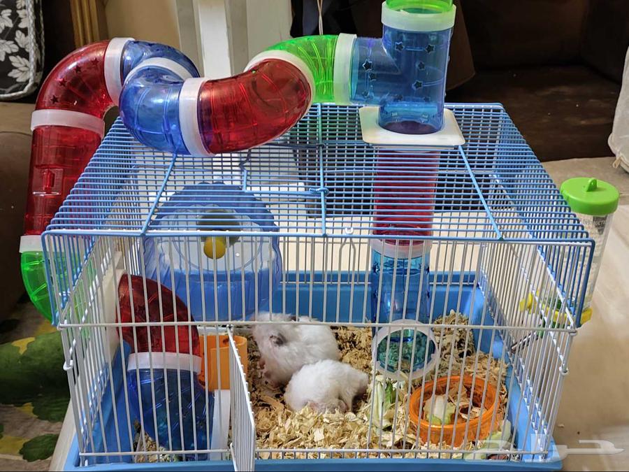 هامستر للبيع العدد 264384688891009110