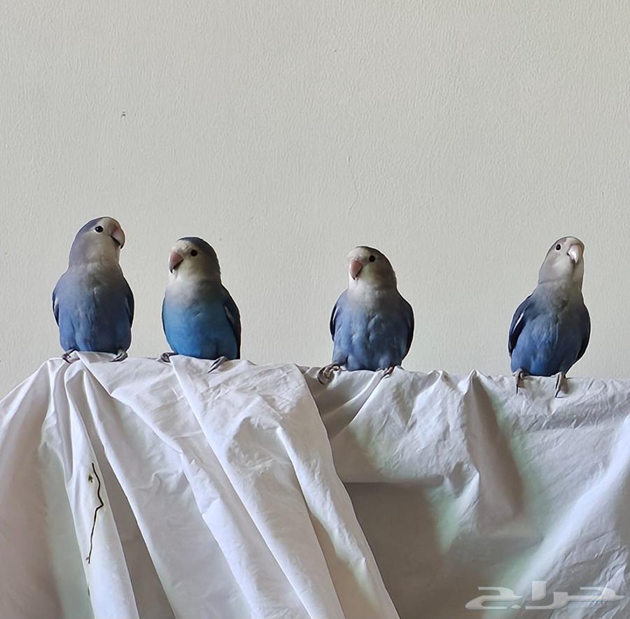 مجموعة روز إنتاج أصلي64389916408449113