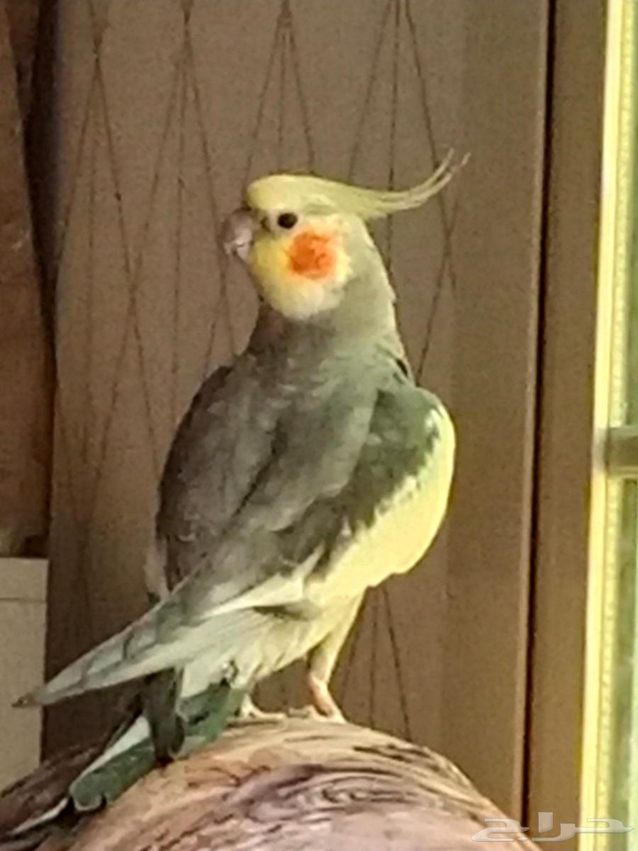 للبيع طيور أليفة جدا64385635167746114