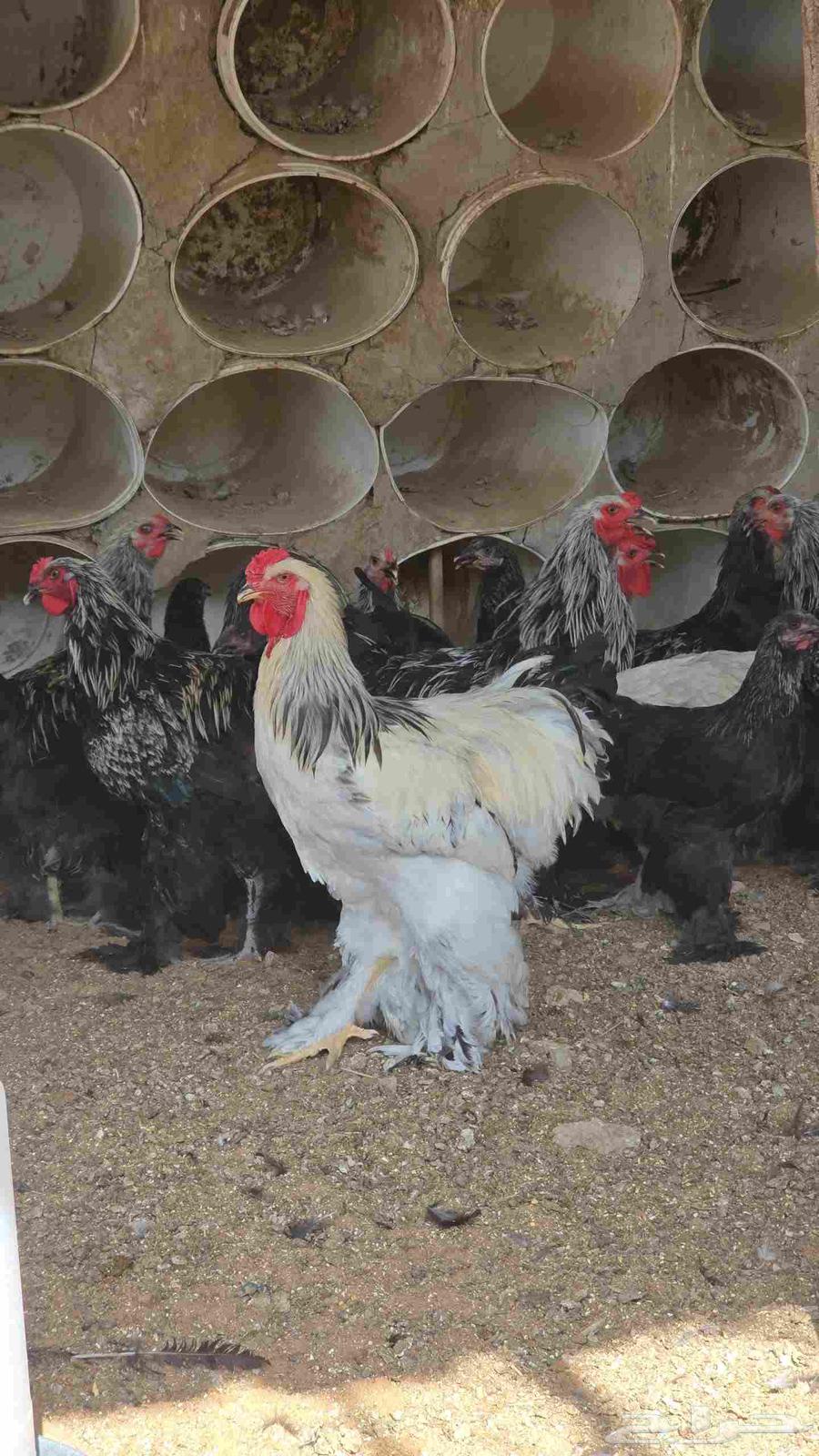 Brahma chickens for sale, 34 in total, age 6 months, health is a condition64381961741187110