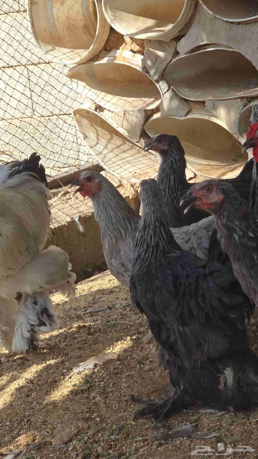 Brahma chickens for sale, 34 in total, age 6 months, health is a condition64381961741187111