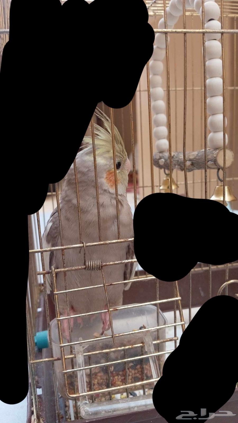 طير كروان اليف64387118097281110