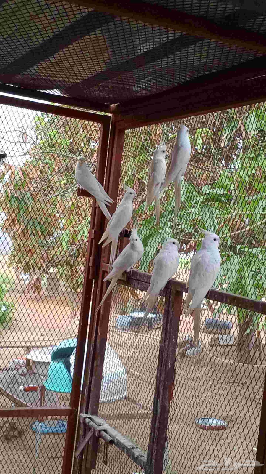 كروان للبيع64382376604674111