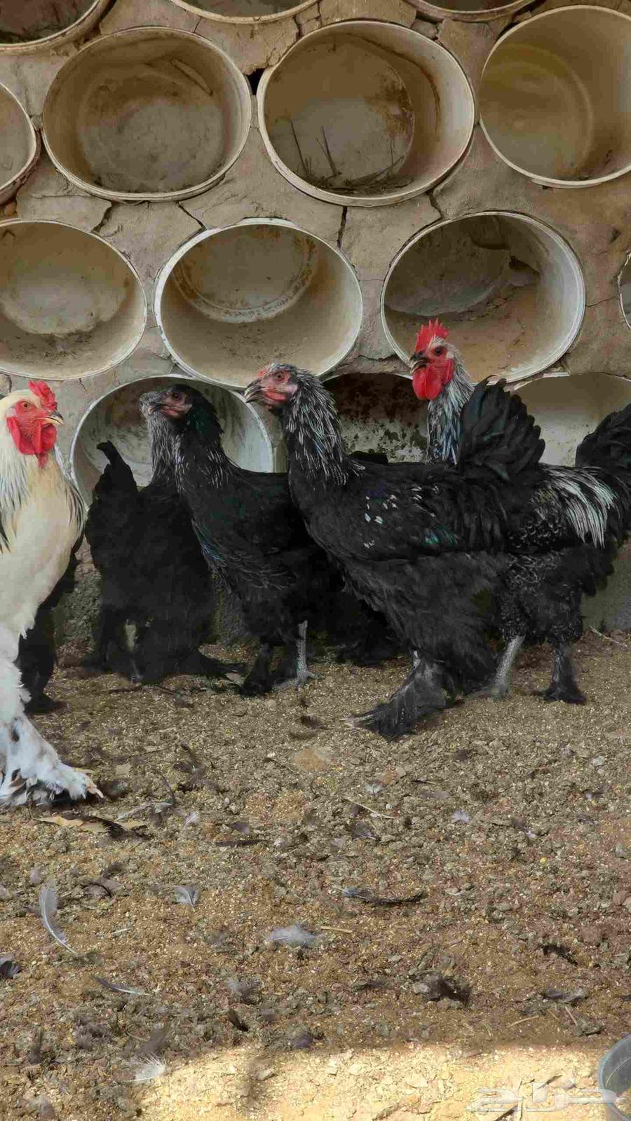 Brahma chickens for sale, 34 in total, age 6 months, health is a condition64381961741187112