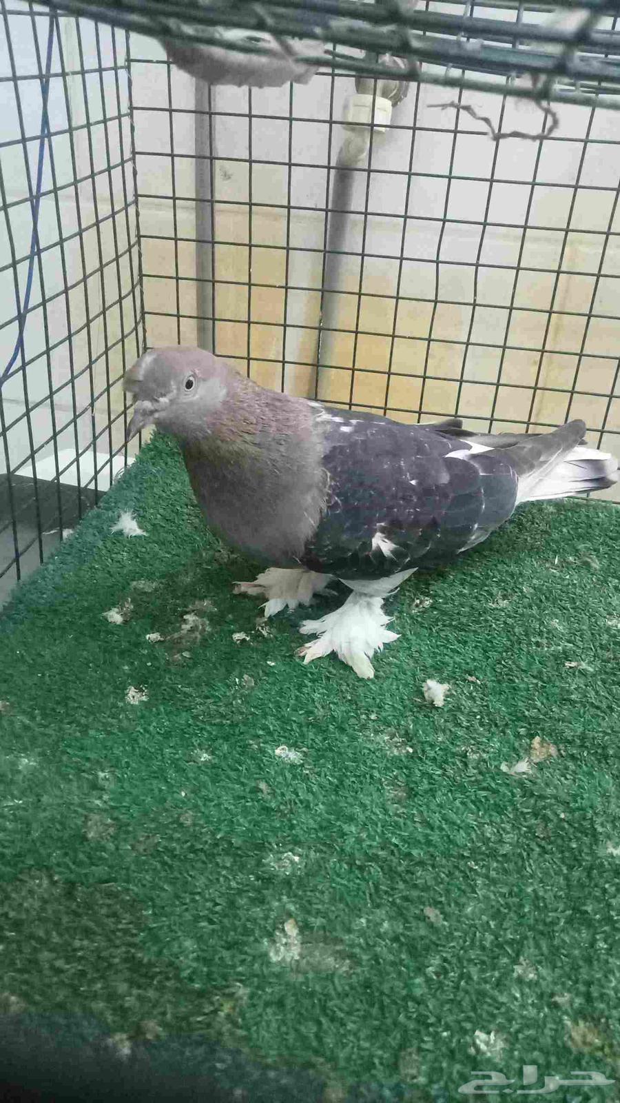 للبيع انثى اورفلية وانثى صينية شاينز64384409831938110