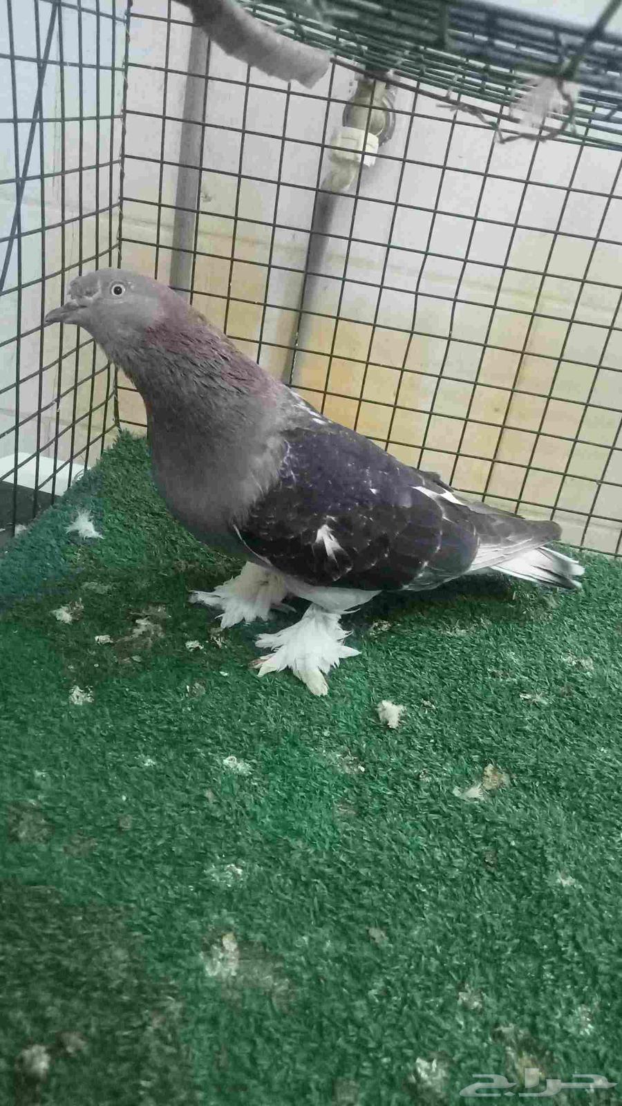 للبيع انثى اورفلية وانثى صينية شاينز64384409831938111