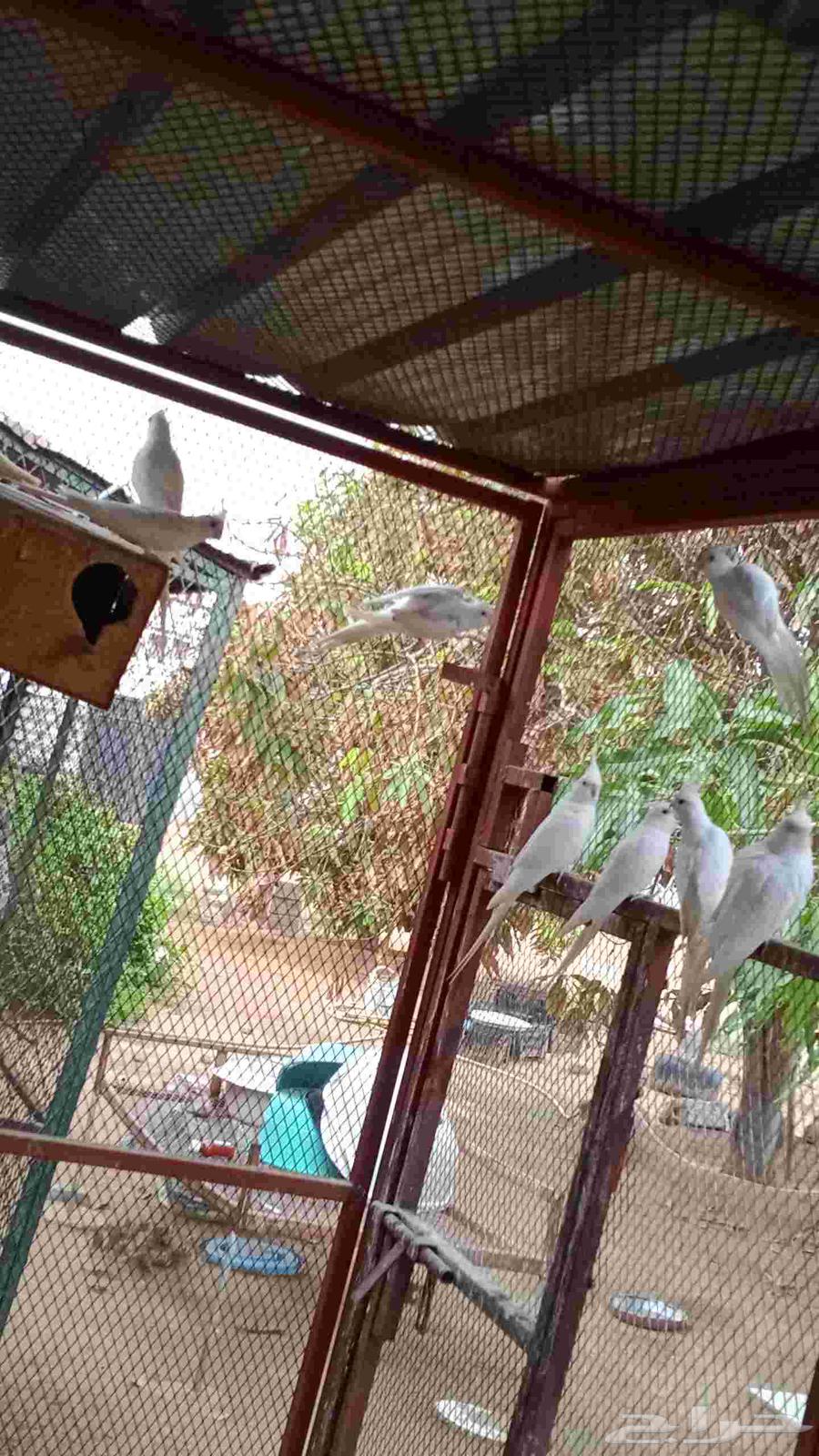 كروان للبيع64382376604674112