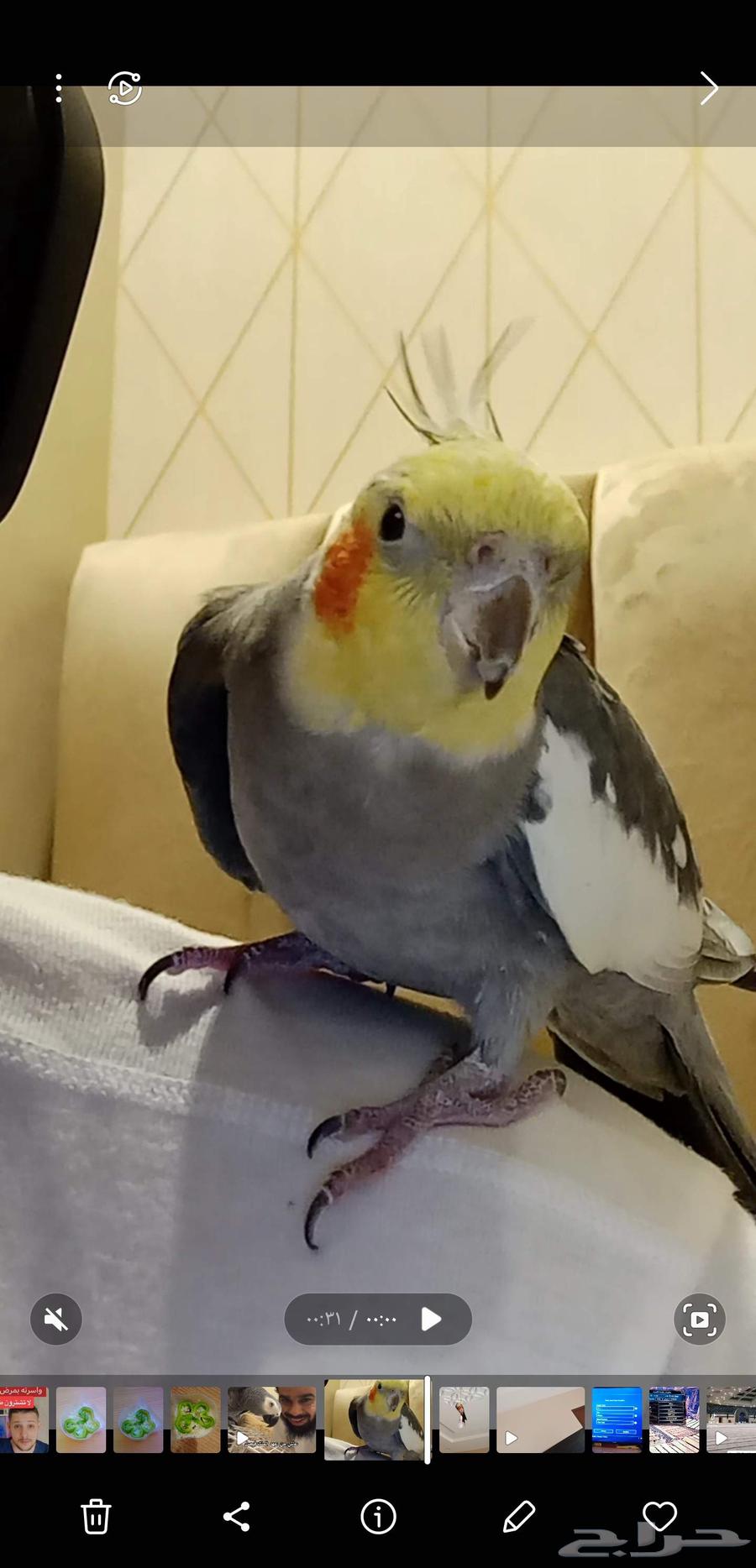 للبيع طيور أليفة جدا64385635167746112