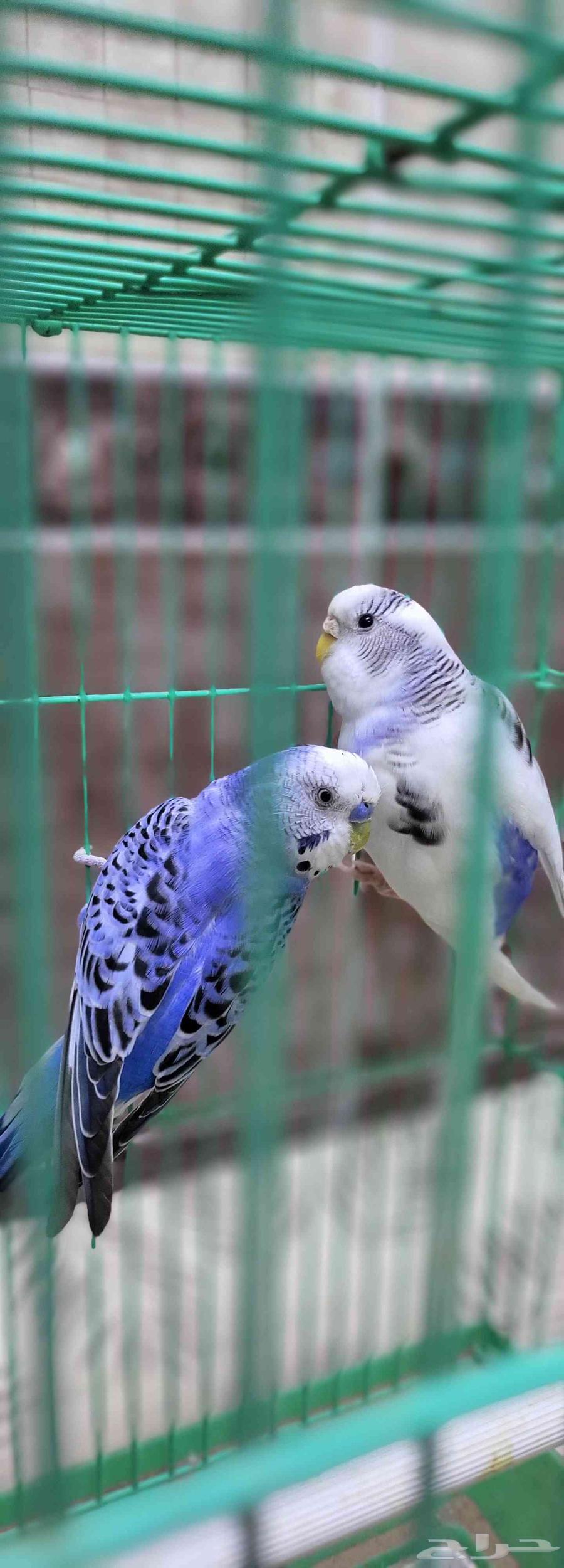 زوج بادجي مثالي64380478079873110