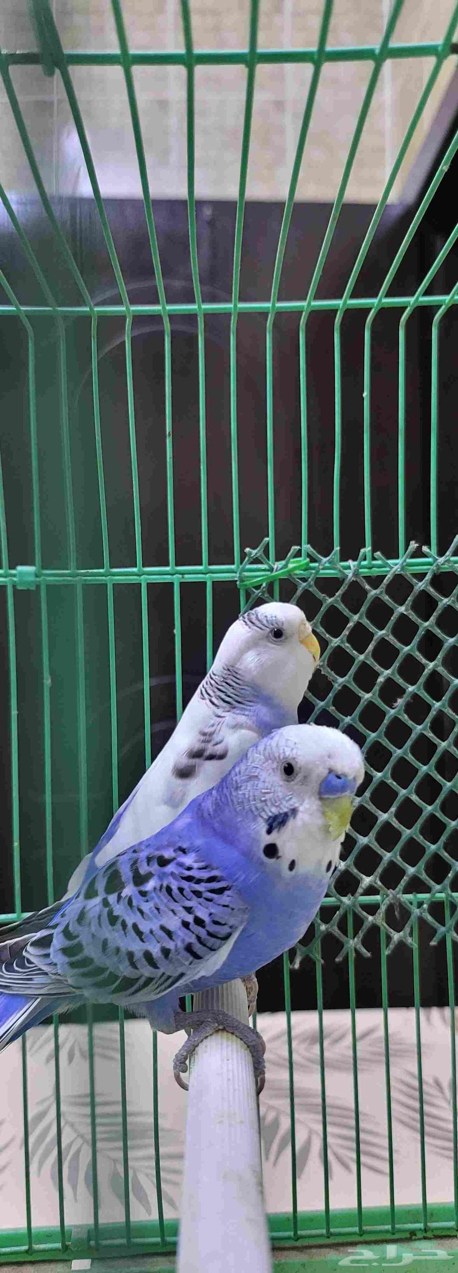 زوج بادجي مثالي64380478079873111