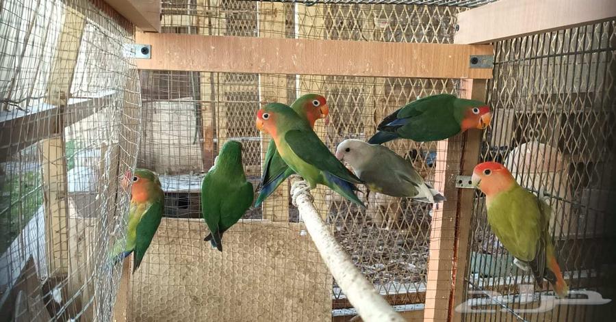 طيور روز64386821848833110