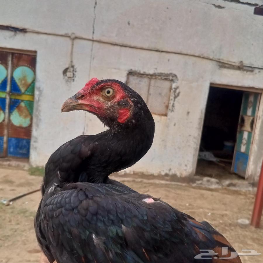 ديوك سندي بيور عروضنا غير64383677443073114