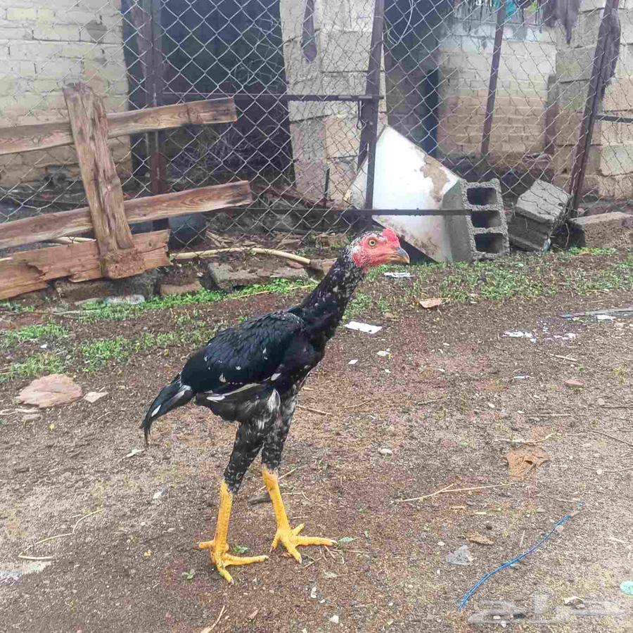 ديوك سندي بيور عروضنا غير64383677443073113