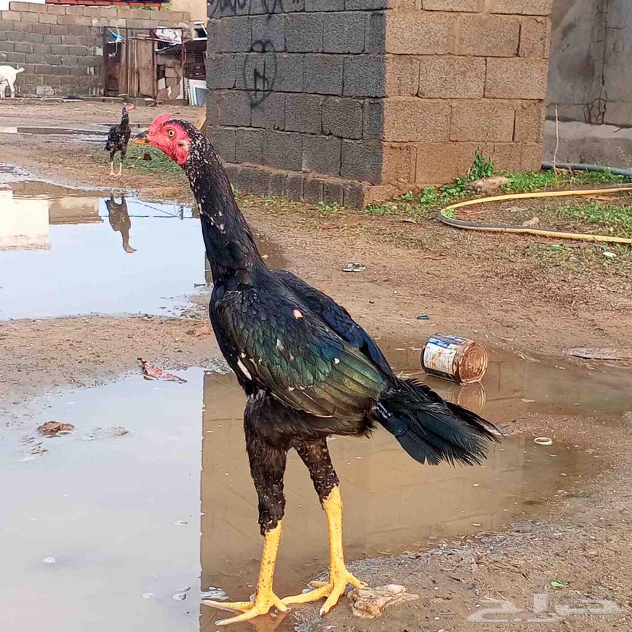 ديوك سندي بيور عروضنا غير64383677443073111