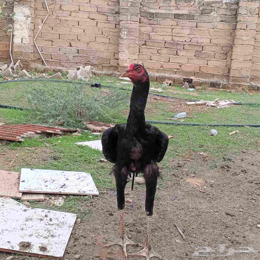 ديوك سندي بيور عروضنا غير64383677443073110