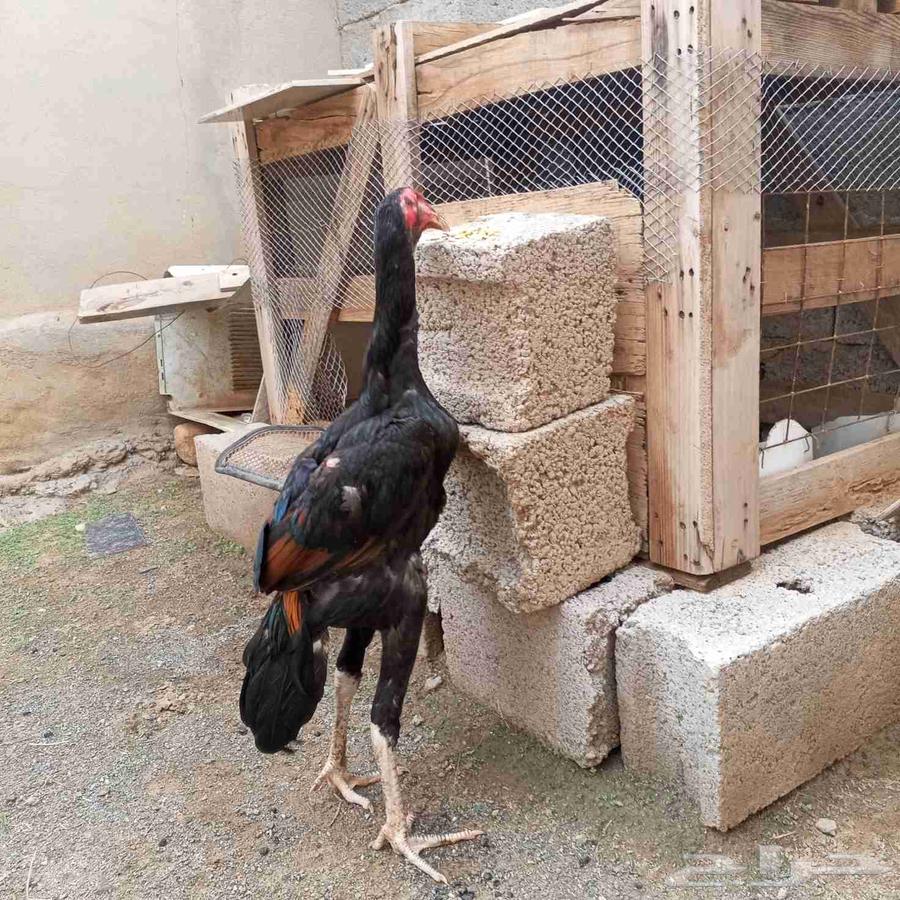 ديوك سندي بيور عروضنا غير64383677443073112