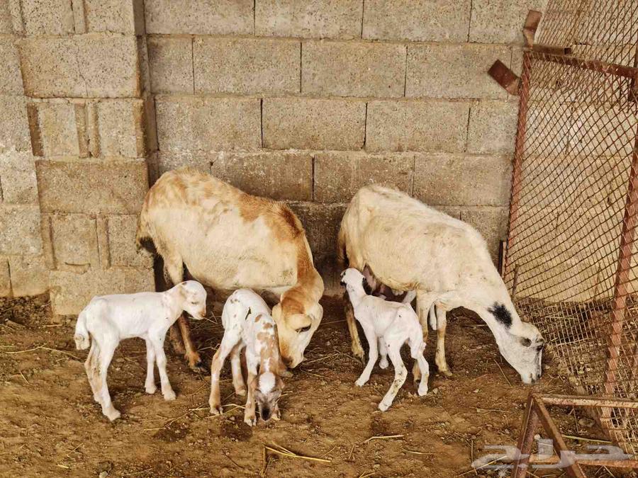 للبيع ضان بلدية مناتيج ومتاومات جرومها طيبة64383192212993111